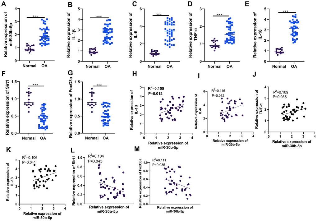 The miR-30b-5p profile was heightened in the joint tissues of OA patients and correlated with pro-inflammatory responses. The joint tissues of 15 non-OA patients and 40 OA patients were collected. (A–G) The levels of miR-30b-5p, IL-1β, IL-6, TNF-α, IL-18, SIRT1 and FoxO3a in joint tissues were compared by RT-qPCR. (H–M) Pearson analysis determined the correlation between miR-30b-5p, inflammatory cytokines and SIRT1/FoxO3a in OA patients’ joint tissues. ***P