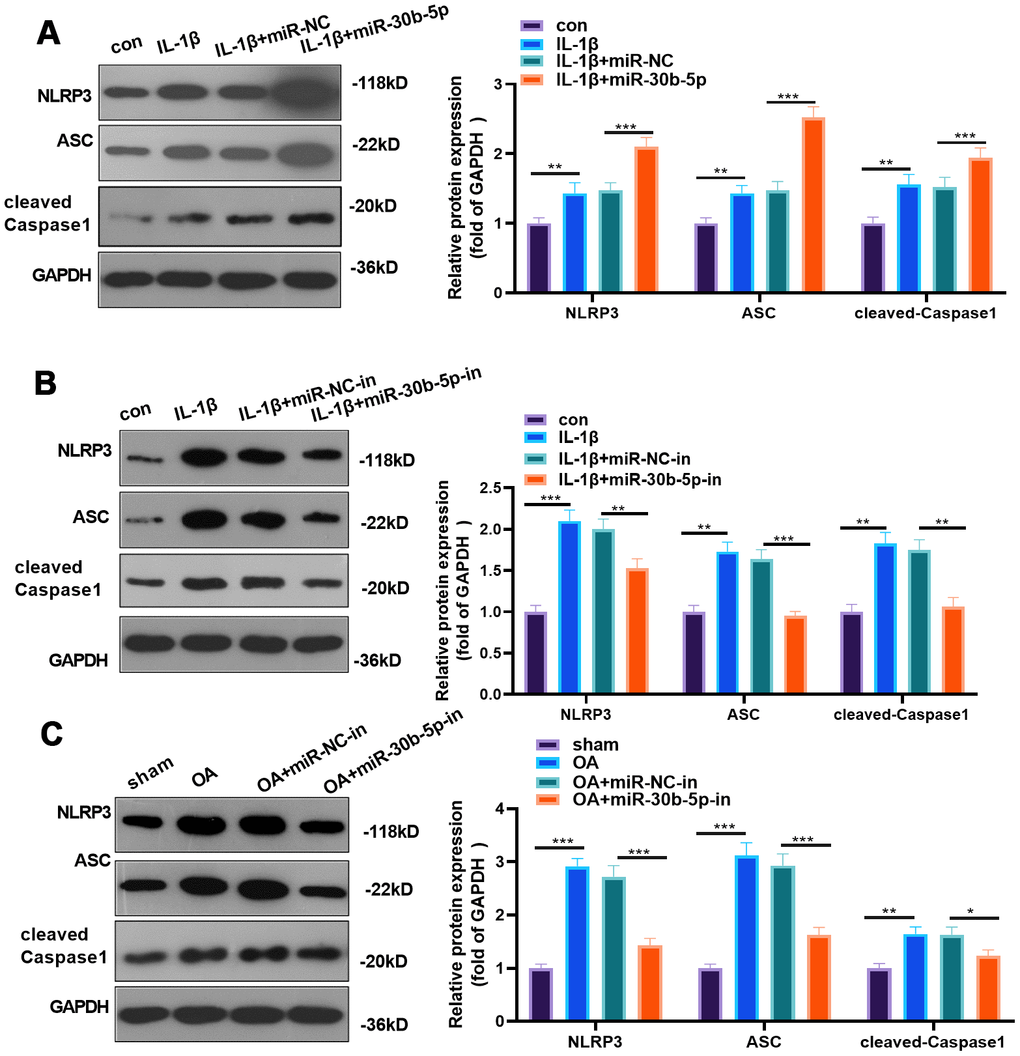 miR-30b-5p facilitated NLRP3 expression in chondrocytes and joint tissues. miR-30b-5p mimics or inhibitors were added to HC-A chondrocytes. (A, B) Protein expression of NLRP3-ASC-cleaved Caspase1 was verified by WB after transfecting miR-30b-5p mimics or inhibitors to IL-1β-treated HC-A cells. miR-30b-5p inhibitors were added to the knee joint cavity of OA rats. (C) WB examined the expression of NLRP3-ASC- cleaved Caspase1 in joint tissues after transfecting miR-30b-5p inhibitors. **PP