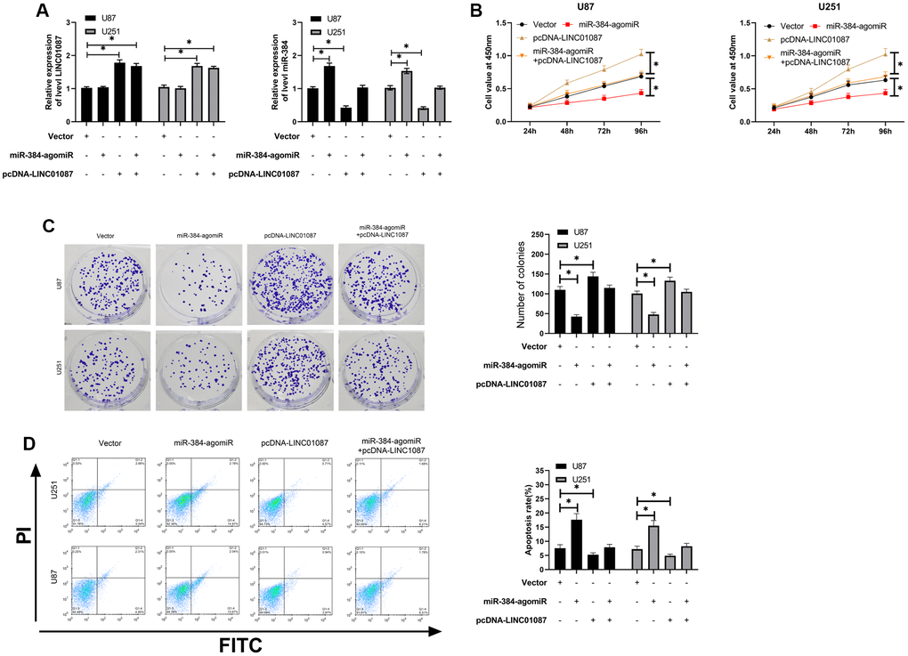 LINC01087 regulates miR-384/Bcl-2 to take part in the proliferation and apoptosis of glioma. (A) qRT-PCR detected the relative expression levels of LINC01087 and miR-384 in cells after co-transfection. (B) Proliferation of glioma cells after co-transfection was tested by CCK-8. (C) The changes of cloning of glioma cells after co-transfection were detected by cloning experiment. (D) The apoptosis rate of glioma cells after co-transfection was tested by flow cytometry. (*P 