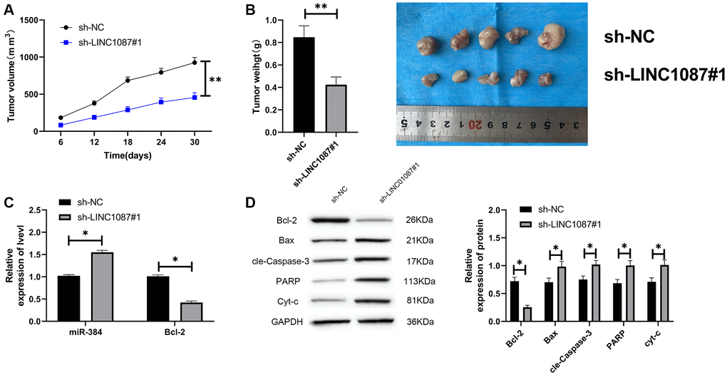 Knocking down LINC01087 can inhibit tumor growth in nude mice. (A) Changes of tumor volume in nude mice within 30 days. (B) Changes of tumor mass in nude mice killed 30 days later. (C) The relative expression of miR-384 and Bcl-2 in tumor tissues of nude mice was detected by qRT-PCR. (D) The expression of apoptosis-related proteins in tumor tissues of nude mice was tested by WB. (*P **P 