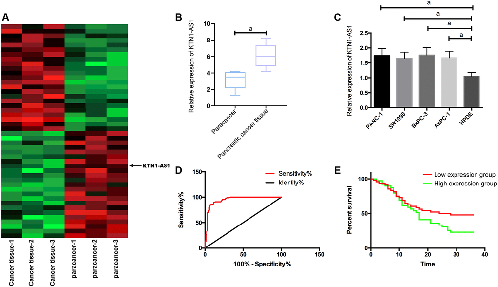 KTN1-AS1 expression and significance in PC. (A) Heatmap of differentially expressed lncRNAs in the RNA-seq analysis of clinical PC tissue and paracancer tissues, fold change ≥ 2 and P value B) KTN1-AS1 expression in PC tissue. (C) KTN1-AS1 expression in pancreatic cancer cells. (D) ROC curve of KTN1-AS1 in the diagnosis of PC. (E) Effects of different KTN1-AS1 expression levels on the survival rate of patients with PC. a indicates P 