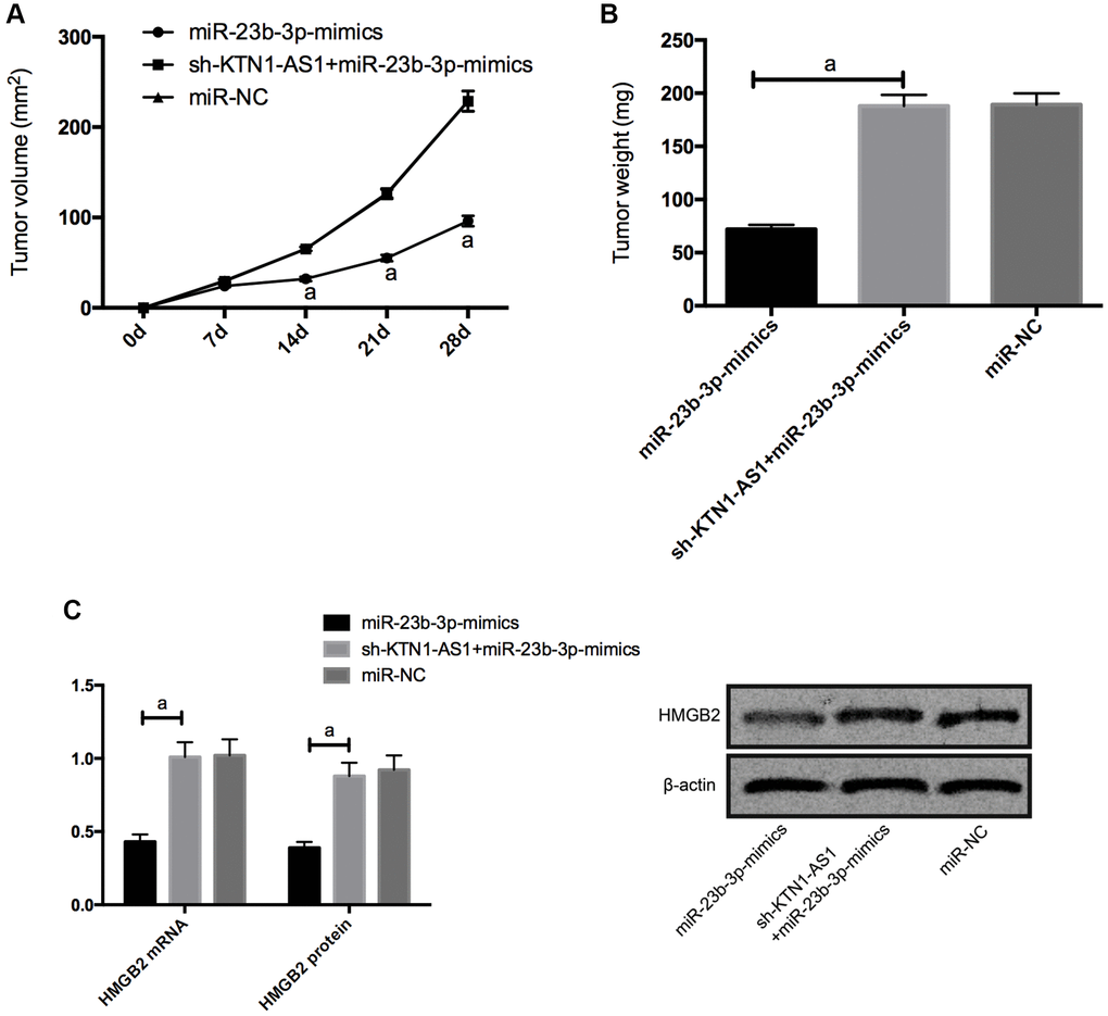KTN1-AS1-mediated miR-23b-3p/HMGB2 promoted tumor formation in nude mice. (A) Changes of subcutaneous tumor volume in nude mice within 28 days. (B) Tumor volume of nude mice was on the 28th day. (C) Relative expression of HMGB2 protein and mRNAs in nude mouse tumor. a indicates P 
