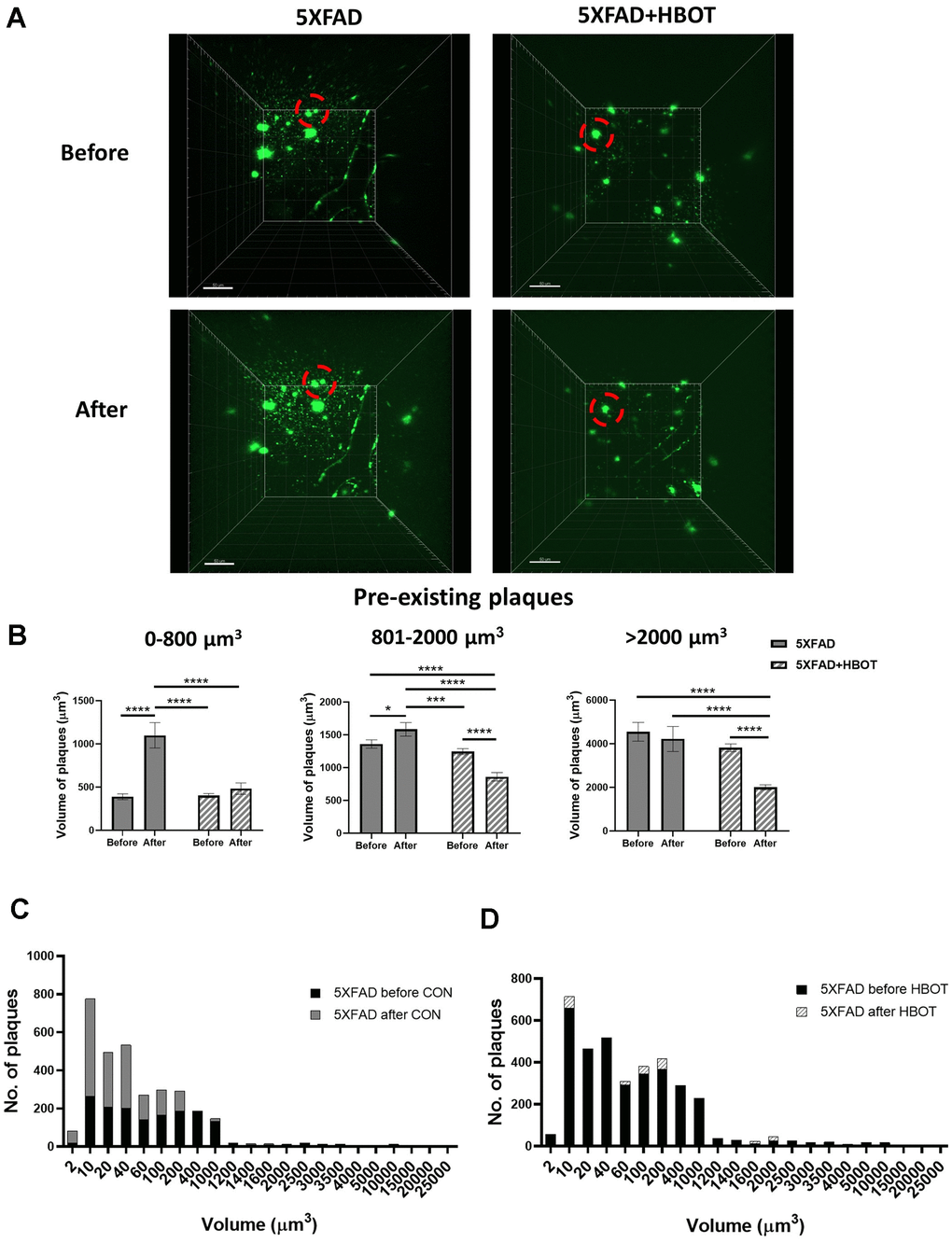 HBOT reduces the population of newly-formed plaques and reduces the volume of pre-existing plaques. Amyloid plaques were visualized in vivo using two-photon microscopy imaging in live animals by injecting methoxy-X04 24 h before every imaging session. (A) Representative images of plaques in the somatosensory cortex of HBO-treated 5XFAD (n=4, right panel) and control 5XFAD mice (n=3, left panel) before (upper panel) and after 1 month of treatment (lower panel); red circles indicate the change in specific plaques, scale bar: 50 μm. (B) Analysis of the volume of pre-existing plaques before and after each treatment in the same animal, categorized according to initial plaque size. (C, D) Distribution of plaque populations by volume in control 5XFAD (C; before: N=1619, after: N=3180) and HBO-treated 5XFAD mice (D; before: N=3425, after: N=3524). Two-way ANOVA with repeated measures and post-hoc Fisher LSD tests were performed. Values represent means ± SEM. *P P P 