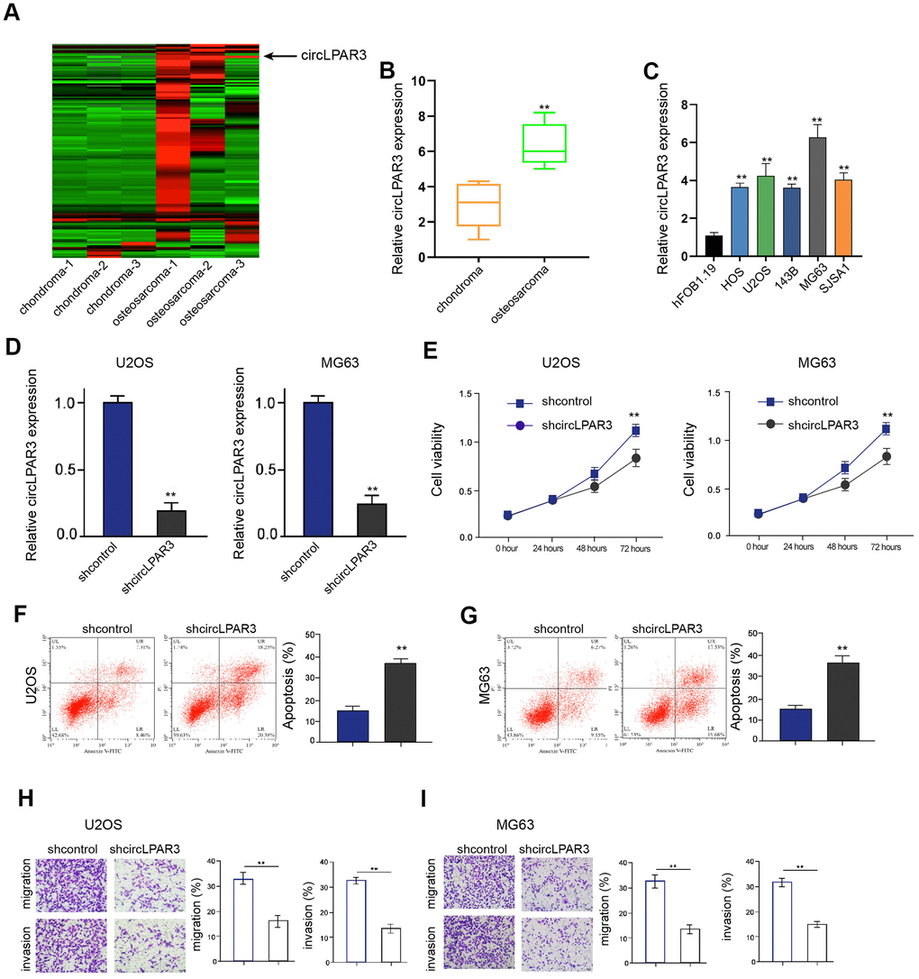 CircLPAR3 inhibition represses proliferation, invasion and migration but enhances apoptosis of osteosarcoma cells. (A) Heat map and hierarchical clustering analysis of circRNAs which were differentially expressed between clinical osteosarcoma samples (n=3) and primary chondroma samples (n=3) in circular RNA microarray analysis. Each column represented the expression profile of a tissue sample), and each row corresponds to a circRNA (log foldchange (FC) ≥ 2 and P B) The expression of circLPAR3 was detected in clinical osteosarcoma samples (n=50) by qPCR. (C) The expression of circLPAR3 was determined by qPCR in hFOB1.19 cell line and osteosarcoma cell lines, including HOS, U2OS, 143B, MG63, and SJSA1. (D–I) The functional analysis was performed in the U2OS and MG63 cells treated with control shRNA (shcontrol) or circLPAR3 shRNA. (D) The expression of circLPAR3 was measured by qPCR in the cells. (E) The cell viability of U2OS and MG63 cells was analyzed by MTT assays. (F, G) The apoptosis of U2OS and MG63 cells was assessed by flow cytometry analysis. (H, I) The invasion and migration of U2OS and MG63 cells were detected by transwell assays. ** P 