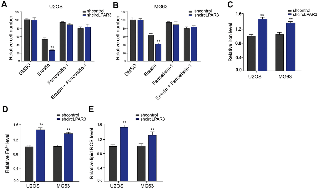 CircLPAR3 knockdown promotes ferroptosis of osteosarcoma cells. (A, B) The cell viability was analyzed by MTT assays in U2OS and MG63 cells co-treated with circLPAR3 shRNA and erastin (5 mmol/L) or ferrostatin (1 mmol/L). (C–E) The analysis was performed in the U2OS and MG63 cells treated with circLPAR3 shRNA. The levels of iron (C), Fe2+ (D), and lipid ROS (E) were analyzed by the corresponding measurement kits. ** P 