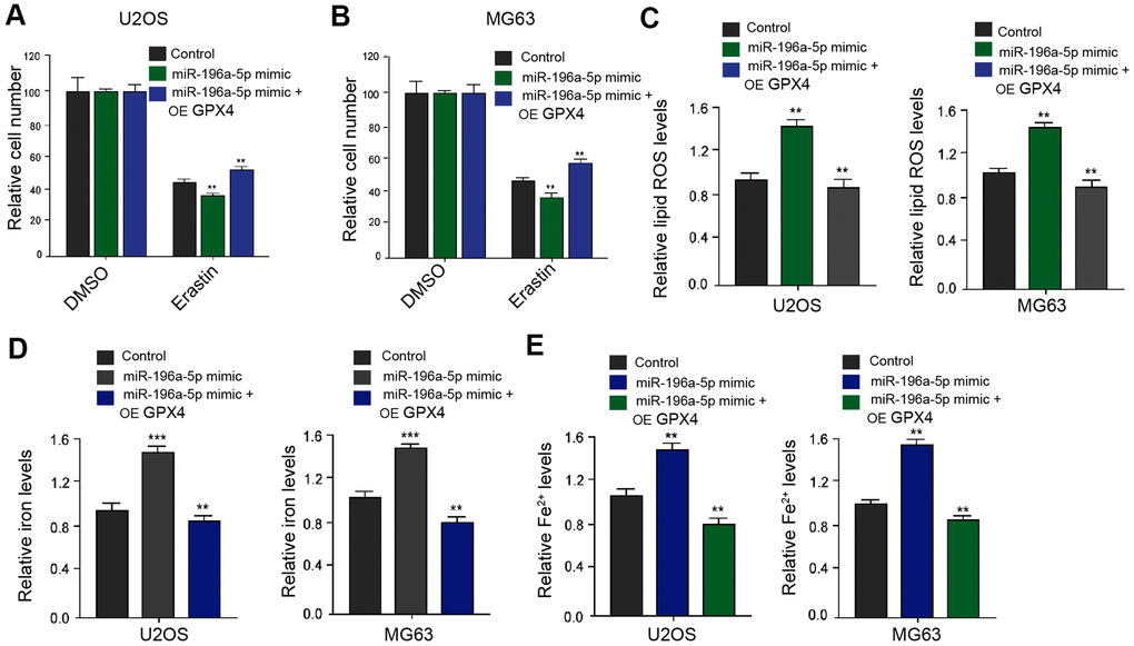 MiR-196a-5p contributes to osteosarcoma cell ferroptosis involving GPX4. (A, B) MTT assays analyzed cell viability in the U2OS and MG63 cells co-treated with miR-196a-5p mimic and erastin (5 mmol/L) or DMSO. (C–E) The analysis was performed in the U2OS and MG63 cells treated with miR-196a-5p mimic. The levels of iron (C), Fe2+ (D), and lipid ROS (E) were analyzed by the corresponding measurement kits. ** P 