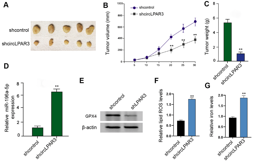 CircLPAR3/miR-196a-5p/GPX4 axis is involved in regulating tumor growth in vivo. (A–E) Tumorigenicity assay in the nude mice (n = 5) analyzed the tumor growth of U2OS cells treated with control shRNA (shcontrol) or circLPAR3 shRNA. The tumor images (A), tumor volume (B), and weight (C) were presented. (D) The qPCR detected miR-196a-5p expression in the tumor tissues. (E) Western blot analysis determined GPX4 expression in the tumor tissues. The levels of lipid ROS (F) and iron (G) were analyzed by the corresponding measurement kits. ** P 