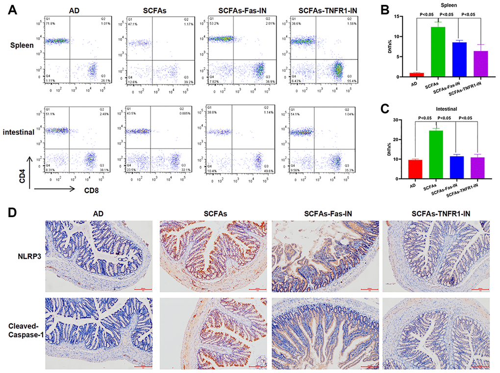 Effects of Fas-IN and TNFR1-IN on DNTs and NLRP3 inflammasome activation. (A–C) Results of DNTs detection (x¯ ± s, n = 10): The proportion of DNTs in the spleen of AD mice was relatively low. Comparison of the proportion of DNTs in the spleen in (B), and comparison of the proportion of DNTs in the intestine in C. Significant difference between the groups, P D) Expression of intestinal NLRP3 and cleaved-Caspase-1 by IHC (n = 5): SCFAs could activate the expression of NLRP3 and cleaved-Caspase-1.
