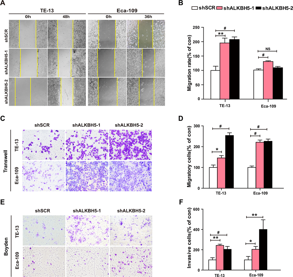 RNAi-induced ALKBH5 silencing enhanced the migration and invasion of ESCC cells in vitro. (A, B) Wound healing assays were performed in shALKBH5-expressing ESCC cells. The migration ability was determined by measuring the distance from the boundary of the scratch to the cell-free space after 36 h and 48 h. (C, D) The migration ability of shALKBH5-expressing ESCC cells using the transwell migration assay. The average number of cells per field was calculated from three independent experiments (original magnification: ×200). (E, F) The invasive ability of shALKBH5-expressing ESCC cells using the Boyden invasion assay. The average number of cells per field was calculated from three independent experiments (original magnification: ×200).