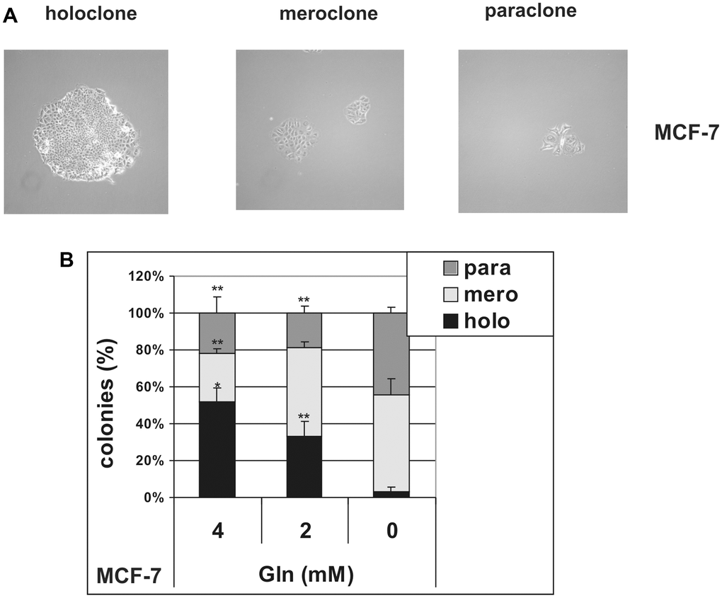 Glutamine controls clonal heterogeneity in MCF-7 cells. MCF-7 cells were cultured at low density in the presence (4 mM and 2 mM) or in the absence of glutamine. (A) Representative phase contrast microscopy images of holoclones, meroclones and paraclones. Holoclones are large colonies with compact and smooth borders, while paraclone are small colonies with flattened shape. An intermediate phenotype characterizes meroclones. Phase contrast microscopy images were captured using Canon powershot G6 camera at 10× magnification, 6× digital zoom. (B) After 10 days of culture, the number of holoclones, meroclones and paraclones were counted. Relative percentage of colonies is shown. Data are mean ± S.D. of three independent experiments.