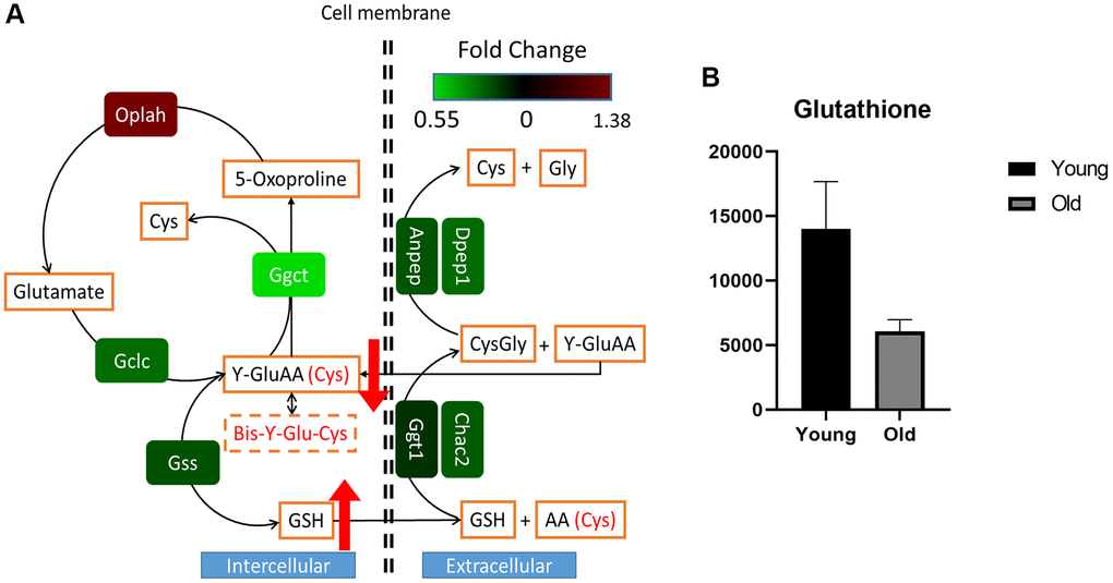 Rewired glutathione metabolism in aged mouse kidney tissue. The transcriptomic profile was plotted according to the glutathione metabolic pathway (A). Relative intensities of the serum glutathione levels in young (n = 4) and old (n = 4) mice as determined by LC-MS analysis (B). Circulating systemic serum glutathione appeared to be decreased in the old group compared to the young group, but the difference was not significance (p-value: 0.1143). Wilcoxon rank sum test was performed to determine whether glutathione was decreased in the old group.