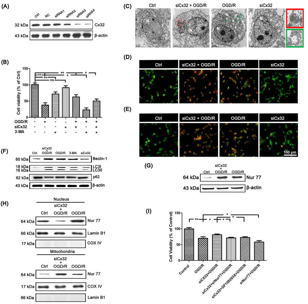 Inhibition of Cx32 activated autophagy and promoted Nur77 translocating from nucleus to mitochondria after OGD/R injury. (A) After transfection with control siRNA or Cx32 siRNA for 24 h, the cells were collected for Western blots of Cx32. Cells were transfected with Cx32 siRNA for 24 h followed by OGD/R (2 h OGD following by 24 h recovery) before harvested. (B) A MTT assay was used for cell viability. (C) Images acquired by transmission electron microscope. The arrow marks autophagic vacuoles. Scale bars, 2 μm. (D–E) Images of Monodansylcadaverine (MDC) staining and acridine orange (AO) staining under fluorescence microscope. Scale bars, 100 μm. (F) Representative bands of Beclin1, LC3 and p62 protein in siCx32 cells after OGD/R. (G) Representative bands of Nur77 protein in the cells after OGD/R. Variation in protein loading was determined by blotting with an anti-β-actin antibody (n = 3). (H) Mitochondrial translocation of Nur77 was examined after OGD/R. Mitochondria Nur77 expression was normalized against COX IV. Nucleus Nur77 expression was normalized against α-tubulin expression. (I) A MTT assay was applied for the cell viability. Data are expressed as means ± SD (n = 6). **p *p 