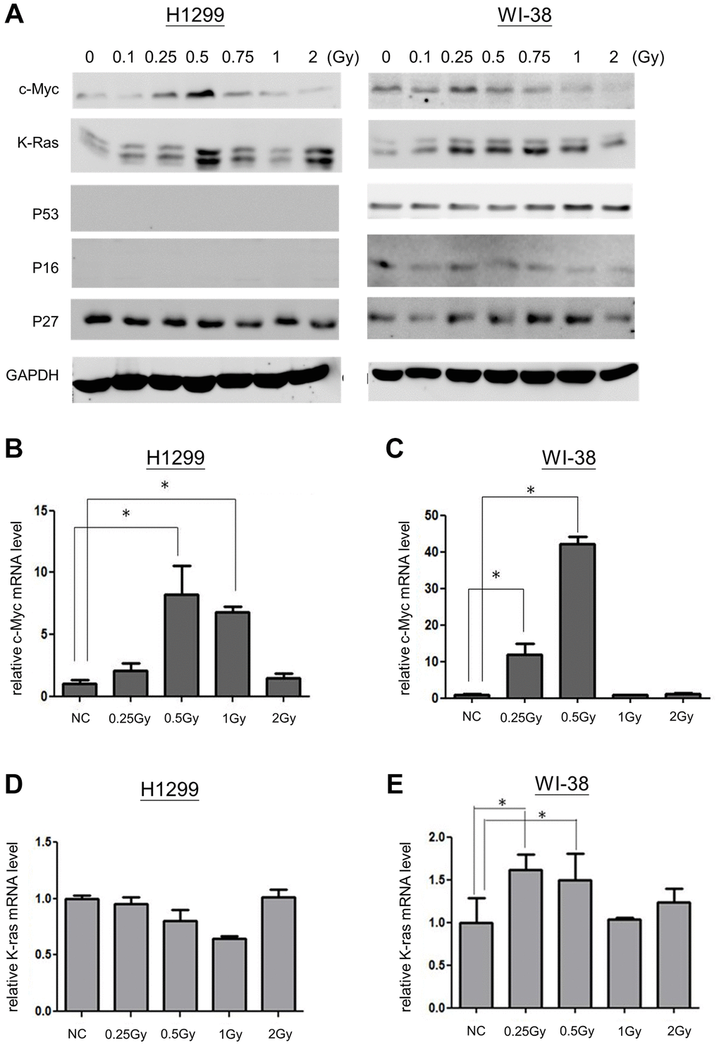 Expression of c-Myc and K-Ras in LDR induced senescence. (A) Western blot analysis for detecting the expression of c-Myc, K-Ras, p53, p16 and p27 in cells exposed to LDR. (B and C) qPCR was used for detection of c-Myc mRNA levels in H1299 cells and WI-38 cells after ionizing radiation, respectively. (D and E) The expression of K-Ras mRNA in H1299 cells and WI-38 cells exposed to ionizing radiation, respectively. *p 