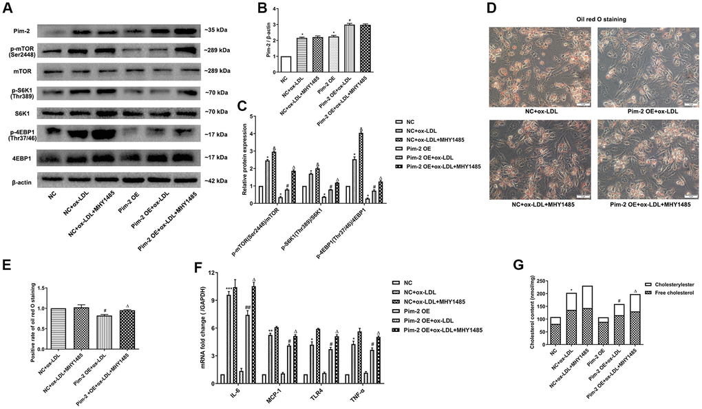 mTOR agonist treatment counteracts the anti-inflammatory effect of Pim-2 in THP-1-derived macrophages. (A) Representative western blot analysis of Pim-2, p-mTOR (Ser2448) and mTOR, p-S6K1 (Thr389) and S6K1, and p-4EBP1 (Thr37/46) and 4EBP1 in MHY1485-exposed ox-LDL-treated THP-1-derived macrophages after Pim-2 OE. β-Actin was used as a loading control. (B, C) Corresponding densitometric analysis of blots in (A). (D) Intracellular lipid droplets were stained with oil red O working solution in MHY1485-disposed ox-LDL-treated THP-1-derived macrophages after Pim-2 OE. (E) Quantification of positive staining for lipid droplets (n=3 per group). (F) mRNA expression of inflammatory cytokines, including IL-6, MCP-1, TLR-4 and TNF-α, was determined by quantitative RT-PCR in MHY1485-exposed ox-LDL-treated THP-1-derived macrophages after Pim-2 OE; the values were normalized to the housekeeping gene GAPDH. (G) The concentrations of TC, FC, and CE were determined using the TC/FC Quantification Assay (n=3 per group). The data are represented as the means ± SD of three independent experiments; *P P P &P #P ##P ΔP 