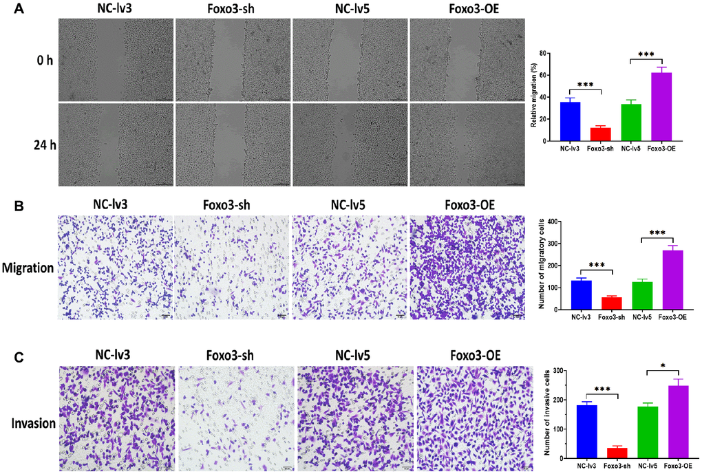 Upregulation of Foxo3 promotes OC cell migration and invasion. (A) Migration ability of SKOV3 cells with Foxo3 knockdown or overexpressing, as determined by wound healing assay. Scale bar = 200 μm. (B) Migration ability of SKOV3 cells with Foxo3 knockdown or overexpressing, as determined by Transwell migration assay. Scale bar = 50 μm. (C) Invasion ability of SKOV3 cells with Foxo3 knockdown or overexpressing, as determined by Transwell invasion assay. Scale bar = 50 μm. Data were expressed as means ± standard deviation. For each treatment, three replicates were used. *p ***p 