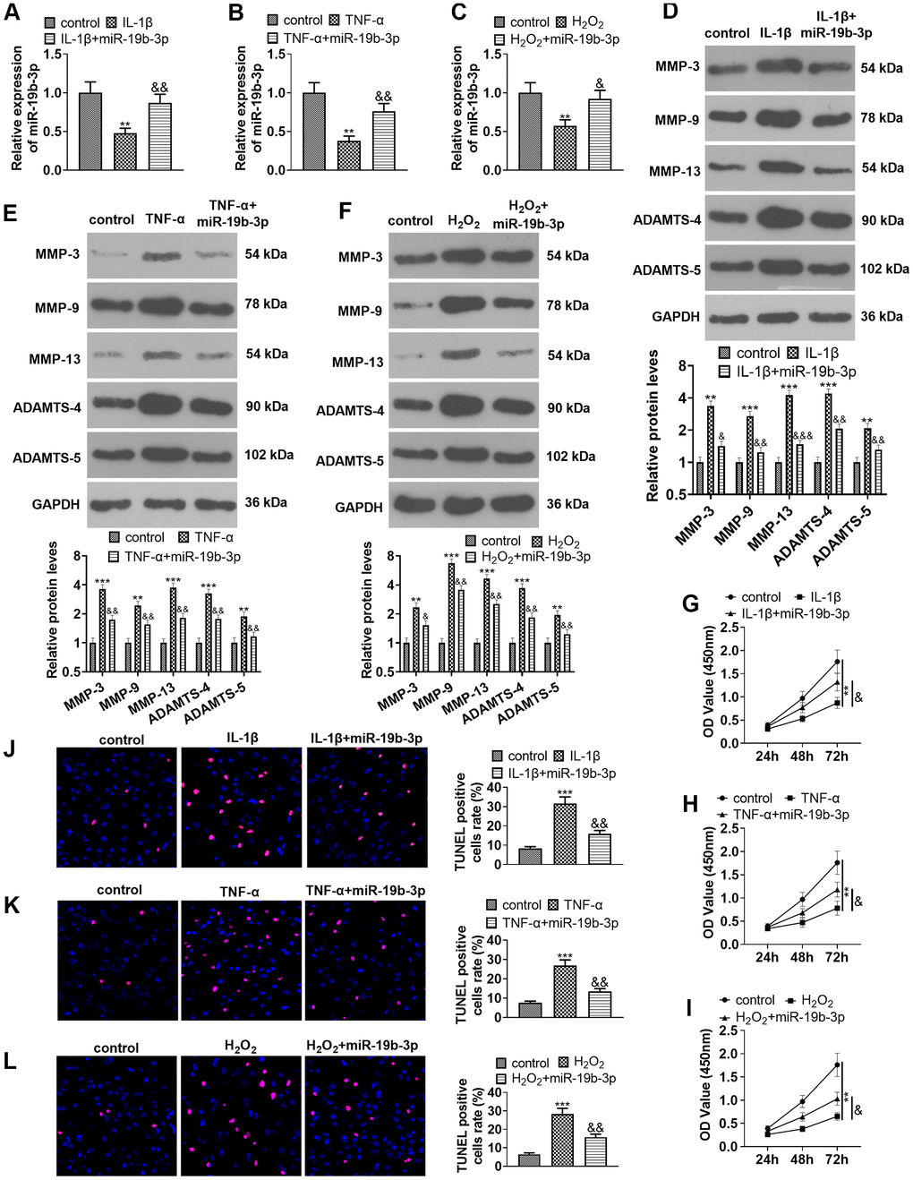 Overexpressing miR-19b-3p attenuated IL-1β/TNF-α/hydrogen peroxide-mediated HNPC apoptosis. In the in-vitro IVDD model, HNPCs were transfected with miR-19b-3p mimics. (A–C) The miR-19b-3p expression was determined by qRT-PCR. (D–F) The levels of MMP-3, MMP-9, MMP-13, ADAMTS-4 and ADAMTS-5 were compared by WB. (G–I) CCK-8 experiment was implemented to test cell proliferation. (J–L) Cell apoptosis was monitored by TUNEL staining ** P P P P P 
