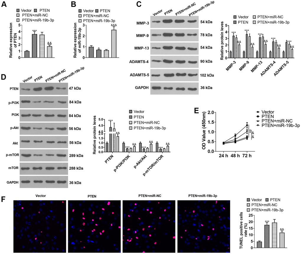 Overexpressing miR-19b-3p attenuated the inhibition of PTEN overexpression on HNPCs. HNPCs were transfected with PTEN overexpression plasmids or miR-19b-3p mimics. (A, B) The miR-19b-3p profile was checked by qRT-PCR. (C) WB was performed to compare the levels of MMP-3, MMP-9, MMP-13, ADAMTS-4 and ADAMTS- in HNPCs. (D) The PTEN/PI3K/Akt/mTOR expression tested by WB. (E) Cell proliferation was gauged by CCK-8. (F) TUNEL staining was performed to assess cell apoptosis. * P P P P P 