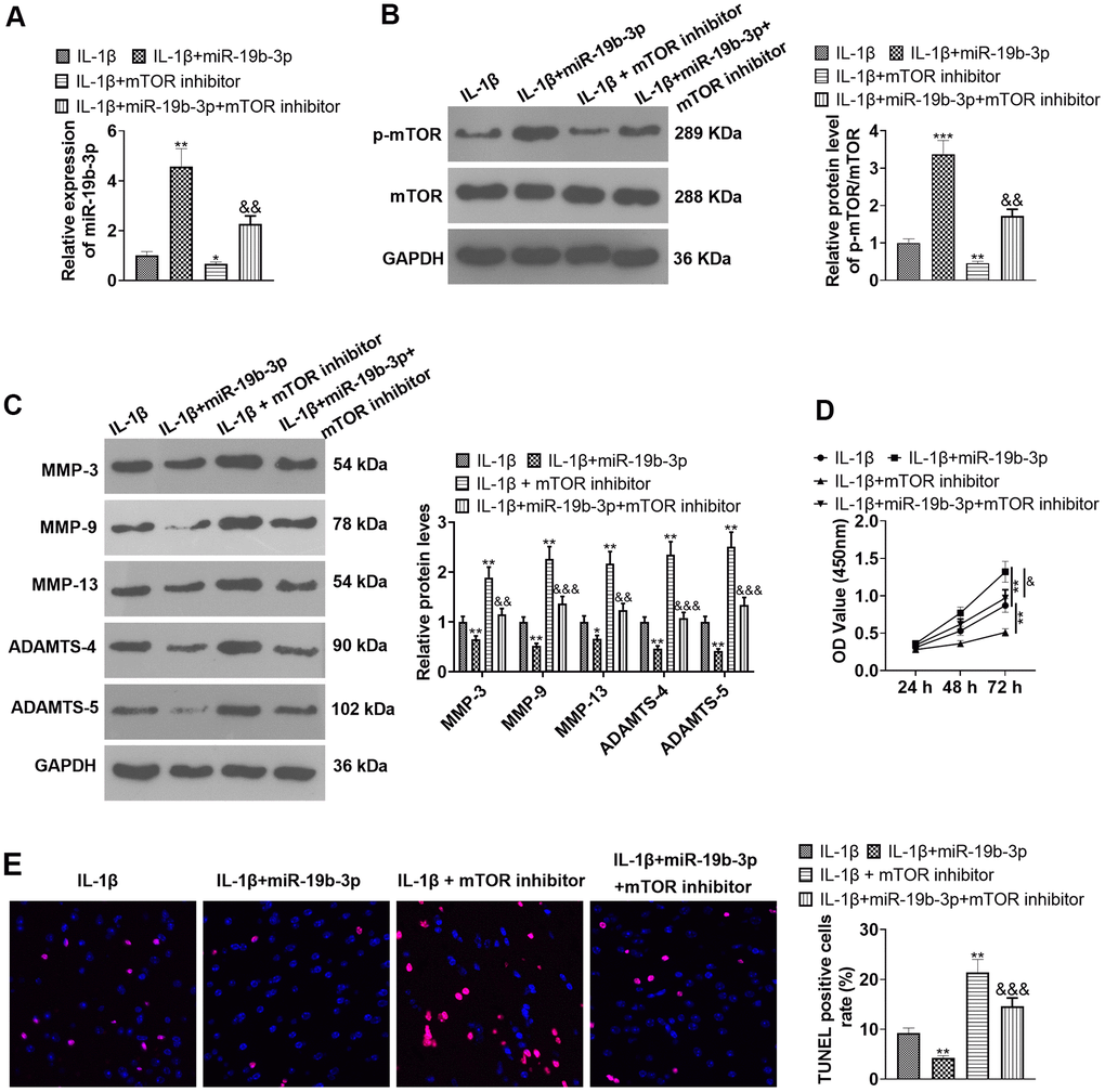 Inhibition of mTOR offset the protective effect of miR-19b-3p. In the in-vitro IL-1β induced IVDD model, HNPCs were transfected with miR-19b-3p mimics or treated with the mTOR inhibitor Rapamycin (0.1 nM) for 24 hours. (A) The miR-19b-3p expression was detected by qRT-PCR. (B) The phosphorylation level of mTOR was checked by WB. (C) WB was applied for assessing the PTEN/PI3K/Akt/mTOR pathway profile. (D) CCK-8 was employed to examine cell proliferation. (E) Cell apoptosis was evaluated by TUNEL staining. ** P P P P miR-19b-3p group). N=3.
