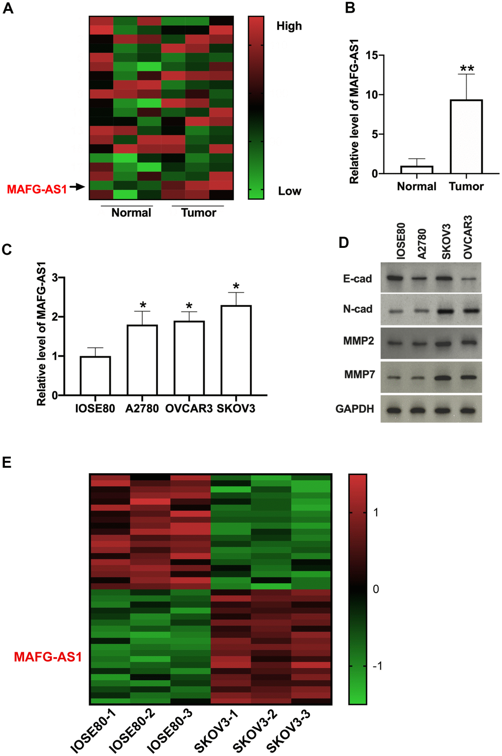 MAFG-AS1 is upregulated in OC tissues and cell lines. (A) Heat map of lncRNA chips. (B) Relative MAFG-AS1 expression was examined by qRT-PCR in OC tissues compared with the normal tissues. n = 32, **PC) MAFG-AS1 expression in OC cell lines was quantified by qRT-PCR. n = 4, *PD) The protein level of E-cadherin, N-cadherin, MMP2, MMP7 in OC cell lines. (E) Heatmap of differentially expressed lncRNAs in the RNA-seq analysis of OC cell lines.