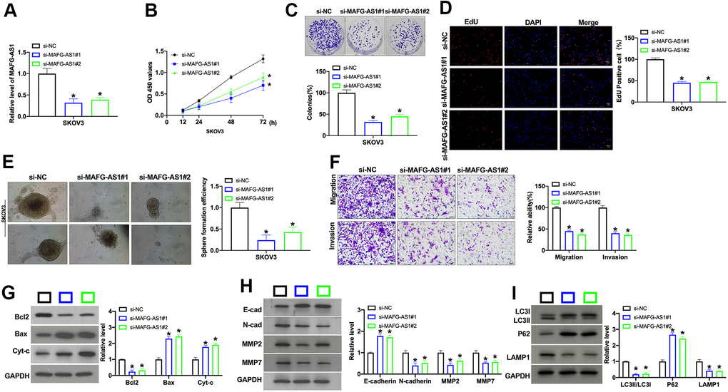 Silencing of MAFG-AS1 prevents cell development in OC cells. (A) The knockdown efficiency of siRNA was confirmed by qRT-PCR. n = 4, *PB) The cell viability of MAFG-AS1 on OC cells was detected by CCK-8 assay. n = 6, *PC) Clone formation assay was used to detect proliferation. n = 4, *PD) The proliferative ability of OC cells transfected with MAFG-AS1 siRNA was assessed by EdU staining assay. (E) Pictures of tumor spheres formed by OC cells and the quantity of sphere formation efficiency. Scale bar: 100 μm. (F) The migration and invasion of MAFG-AS1 knockdown OC cells were measured by Transwell assay. n = 4, *PG) The protein level of Bcl1, Bax, and Cytochrome c was detected by Western blot. n = 4, *PH) The protein level of E-cadherin, N-cadherin, MMP2, MMP7 was detected by Western blot. n = 4, *PI) The protein level of LC3, P62, LAMP1 was detected by Western blot. n = 4, *P