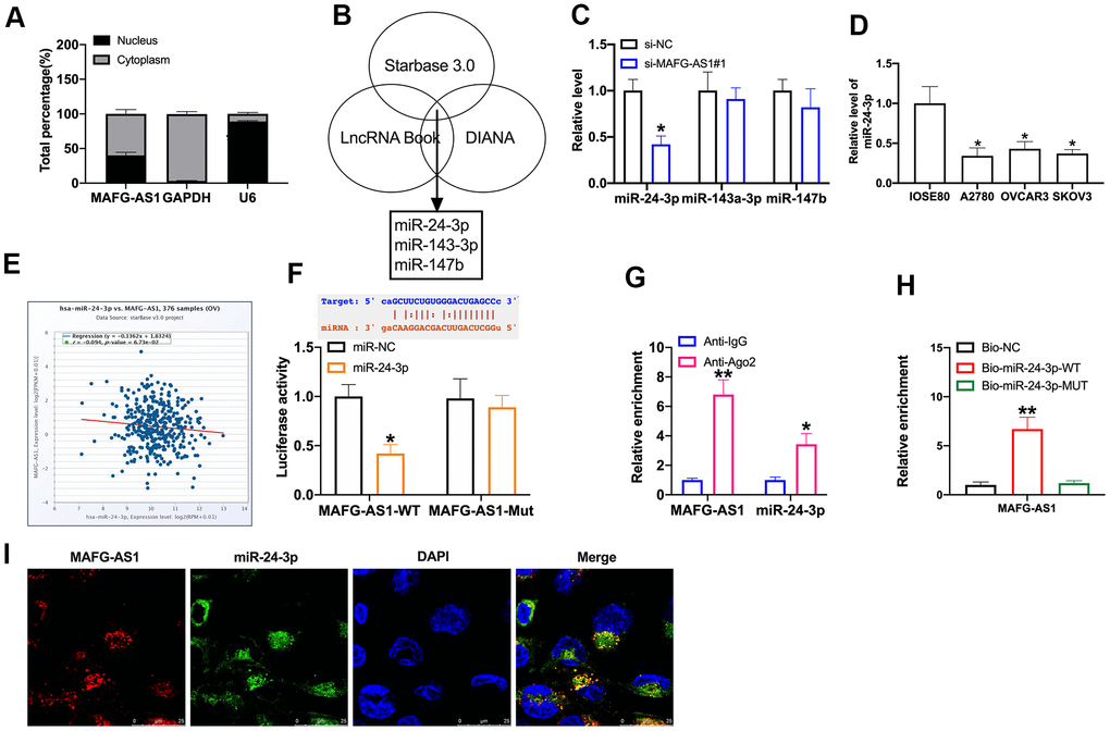 MiR-24-3p is downstream target of MAFG-AS1. (A) The level of MAFG-AS1 in cytoplasm and nucleus. (B) Bioinformatics website predicted the target of MAFG-AS1. (C) The level of miR-24-3p, miR-143-3p, and miR-147b in SKOV3 after siMAFG-AS1 transfection. n = 6, *PD) MiR-24-3p expression in OC cell lines was quantified by qRT-PCR. n = 4, *PE) The relationship between MAFG-AS1 and miR-24-3p. (F) Luciferase reporter assay was used to determine the luciferase activity in HEK-293T cells of indicated groups. n = 3, *PG) The enrichment of miR-24-3p and MAFG-AS1 in AGO2 and IgG detected by RIP assay. n = 3, *PH) Biotin-RNA pull-down assay. n = 3, *PI) FISH assay.