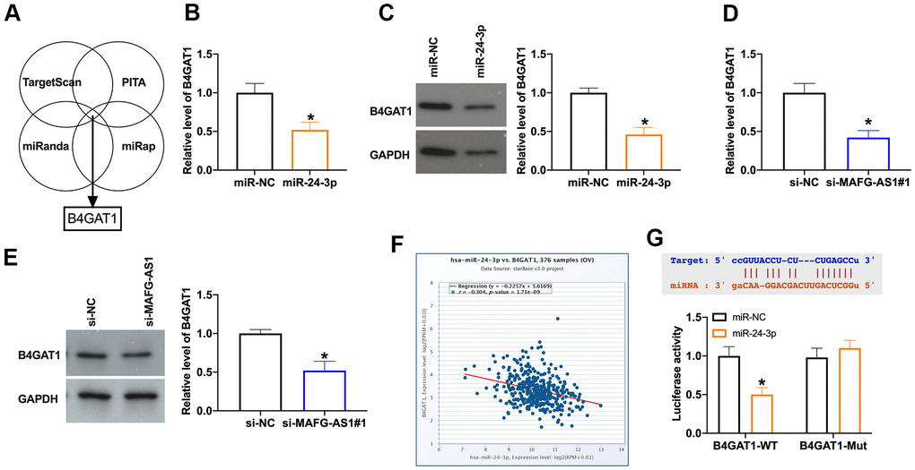 MiR-24-3p could bind with 3’UTR of B4GAT1. (A) Bioinformatics website predicted the target of miR-24-3p. (B) The level of B4GAT1 in SKOV3 after miR-24-3p transfection. n = 5, *PC) The protein level of B4GAT1 was detected by Western blot. n = 4, *PD) The level of B4GAT1 in SKOV3 after si-MAFG-AS1 transfection. n = 5, *PE) The protein level of B4GAT1 was detected by Western blot. n = 4, *PF) The relationship between B4GAT1 and miR-24-3p. (G) Luciferase reporter assay was used to determine the luciferase activity in HEK-293T cells of indicated groups. n = 3, *P