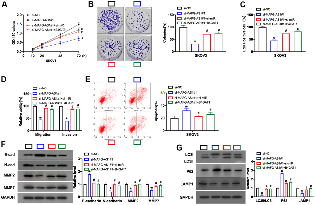 Silencing of MAFG-AS1 prevents cell development in OC cells via miR-24-3p/B4GAT1 signal. (A) The cell viability was detected by CCK-8 assay. n = 6, *PB) Clone formation assay was used to detect proliferation. n = 4, *PC) The proliferative ability of OC cells was assessed by EdU staining assay. (D) The migration and invasion ability of OC cells was measured by Transwell assay. n = 4, *PE) The apoptosis level was detected by flow cytometry. n = 4, *PF) The protein level of E-cadherin, N-cadherin, MMP2, MMP7 was detected by Western blot. n = 4, *PG) The protein level of LC3, P62, LAMP1 was detected by Western blot. n = 4, *P