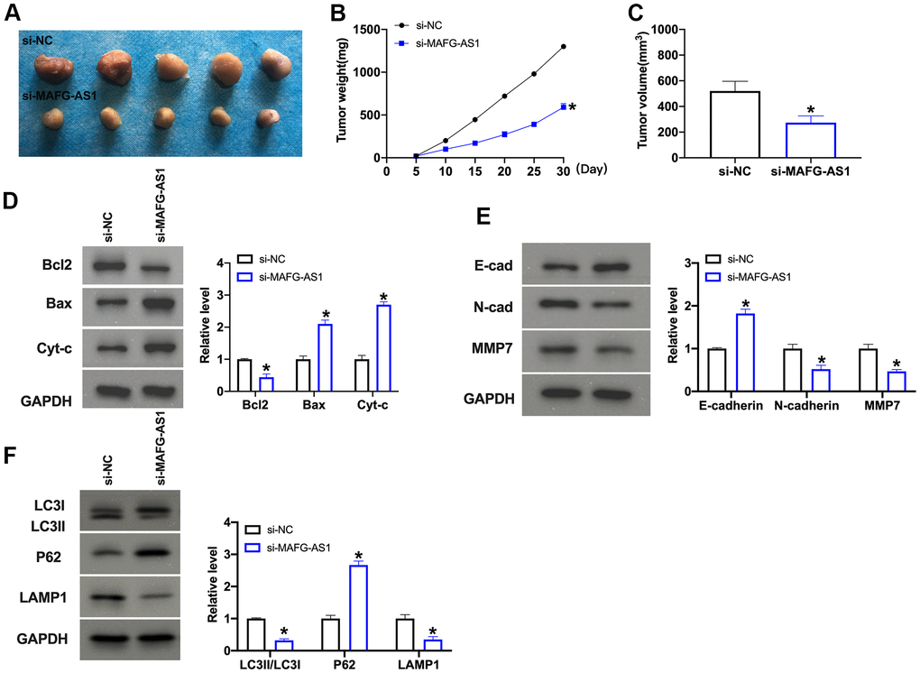 MAFG-AS promotes OC progression through EMT and autophagy in vivo. (A–C) Growth curve and tumor weight of xenografts from mice in indicated groups. n = 5, *PD) The protein level of Bcl1, Bax, and Cytochrome c was detected by Western blot. n = 4, *PE) The protein level of E-cadherin, N-cadherin, MMP2, MMP7 was detected by Western blot. n = 4, *PF) The protein level of LC3, P62, LAMP1 was detected by Western blot. n = 4, *P