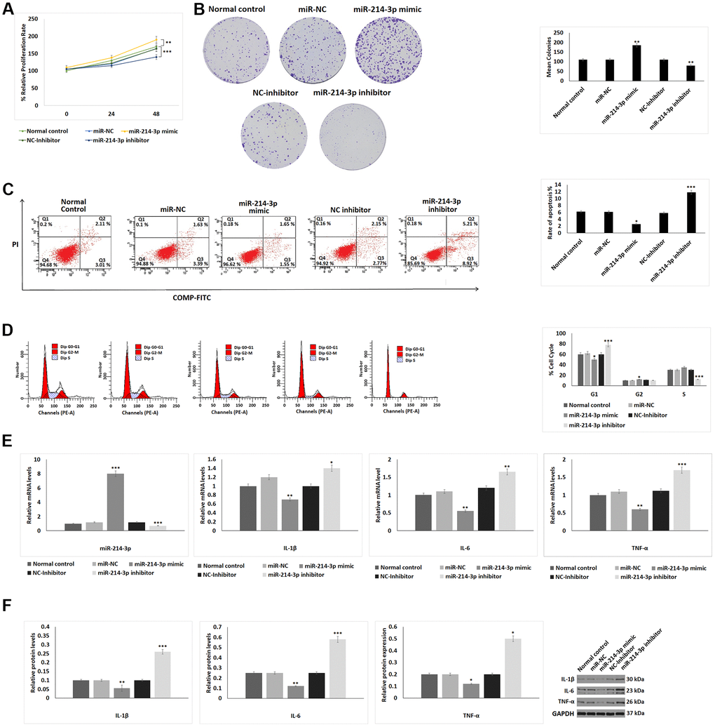 Effect of miR-214-3p on proliferation, apoptosis and inflammatory response on chondrocytes. (A) CCK-8 analysis showing effect of miR-214-3p mimic and inhibitor on cell proliferation for 24 and 48 hours. (B) Colony formation assay on chondrocytes exposed to miR-214-3p-mimic or inhibitor. (C) Flow cytometry analysis for studying apoptosis index after exposure to miR-214-3p mimic or inhibitor for 24 hours. (D) Cell cycle progression analysis evaluating the effect of miR-214-3p mimic or inhibitor treatment for 24 hours. (E) qRT-PCR analysis for relative mRNA levels of miR-214-3p, IL-1β, IL-6 and TNF-α after exposure to miR-214-3p mimic or inhibitor for 24 hours. (F) Western blot analysis for expression of inflammatory proteins IL-1β, IL-6 and TNF-α after exposing the chondrocytes to miR-214-3p mimic or inhibitor. The results are presented as mean (n=3) ± %RSD. *P