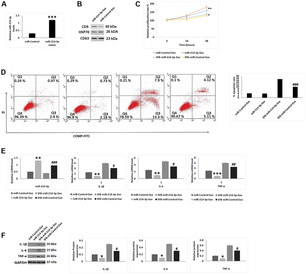 Effect of SFB-derived exosomes like vesicles on inflammation and apoptosis in chondrocytes. (A) qRT-PCR analysis for relative mRNA expression levels of miR-214-3p in SFB transfected with miR-214-3p mimic after 24 hours of incubation. (B) Relative protein levels by western blot analysis for expression of CD9, HSP70 and CD63 in exosomes like vesicles. (C) CCK-8 analysis for cell proliferation after treatment with SFB-miR-214-3p-exo for 24 and 48 hours. (D) Apoptosis study using flow cytometer after treatment of SFb-miR-214-3p-exo for 2 hours before treatment of SNP for 24 hours. (E) qRT-PCR analysis for relative mRNA levels of miR-214-3p, IL-1β, IL-6 and TNF-α after treatment of SFB-miR-214-3p-exo for 2 hours prior to SNP treatment of 24 hours. (F) Western blot analysis for protein levels for expression of inflammatory proteins IL-1β, IL-6 and TNF-α after treatment of SFB-miR-214-3p-exo for 2 hours prior to SNP treatment of 24 hours. The results are presented as mean (n=3) ±%RSD.*P