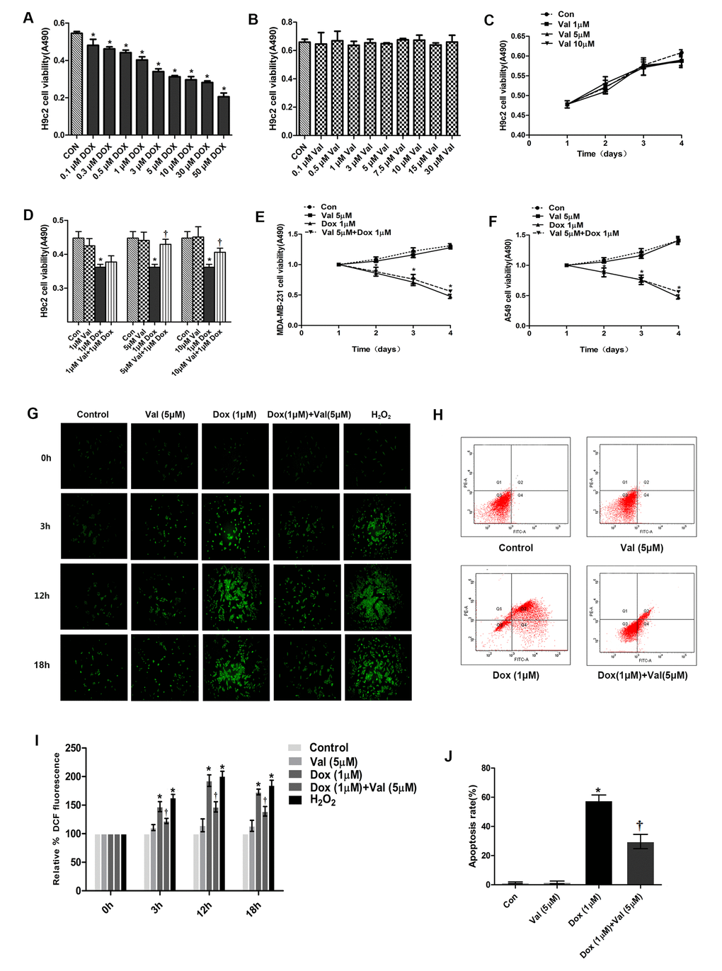 The cell viability determination and effect of Val pre-treatment followed by DOX-exposure on ROS level and apoptosis rate in H9c2 cells. (A) Effect of DOX on H9c2 cells viability for 24 h. (B) Effect of Val on H9c2 cells viability for 24 h. (C) Effect of Val at three concentrations on H9c2 cells over time. (D) Viability of DOX-induced H9c2 cells followed as three of Val concentrations pre-treatment. (E, F) Effect of Val and DOX on tumor cells viability. (G) Effect of Val pre-treatment on the ROS level of DOX-treated H9c2 cells at different time points. (H) Effect of Val on apoptosis of DOX-treated H9c2 cells. (I) Microscopic analysis of Val and DOX-treatment on ROS levels by DCF Fluorescence. (J) The bar graph of the quantitative analysis of apoptosis rate of H9c2 cells. *P