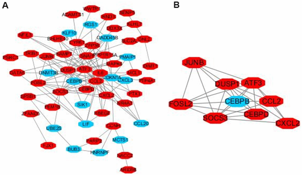 Module analysis of the PPI network. Up-regulated genes are marked in light red, down-regulated genes are marked in light blue (A). The most significant module generated from the PPI network. JUNB, FOSL2, SOCS3, DUSP1, CCL2, CEBPD, CXCL2, ATF3 protein–protein interaction (B). Up-regulated genes are marked in light red, down-regulated genes are marked in light blue.