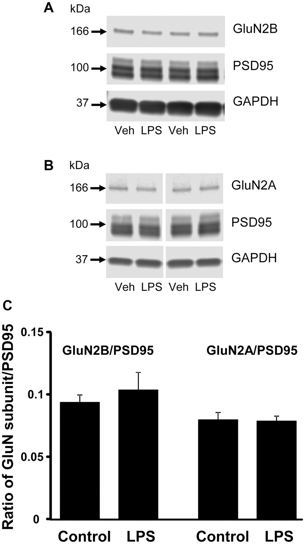 Western blot analysis of NMDAR subunit expression in CA1 region of hippocampus. The blots illustrate expression of (A) GluN2B, (B) GluN2A, and PSD95. (C) The bars represent the mean (± SEM) ratio of expression for vehicle (n = 4) and LPS treated (n = 4) animals.