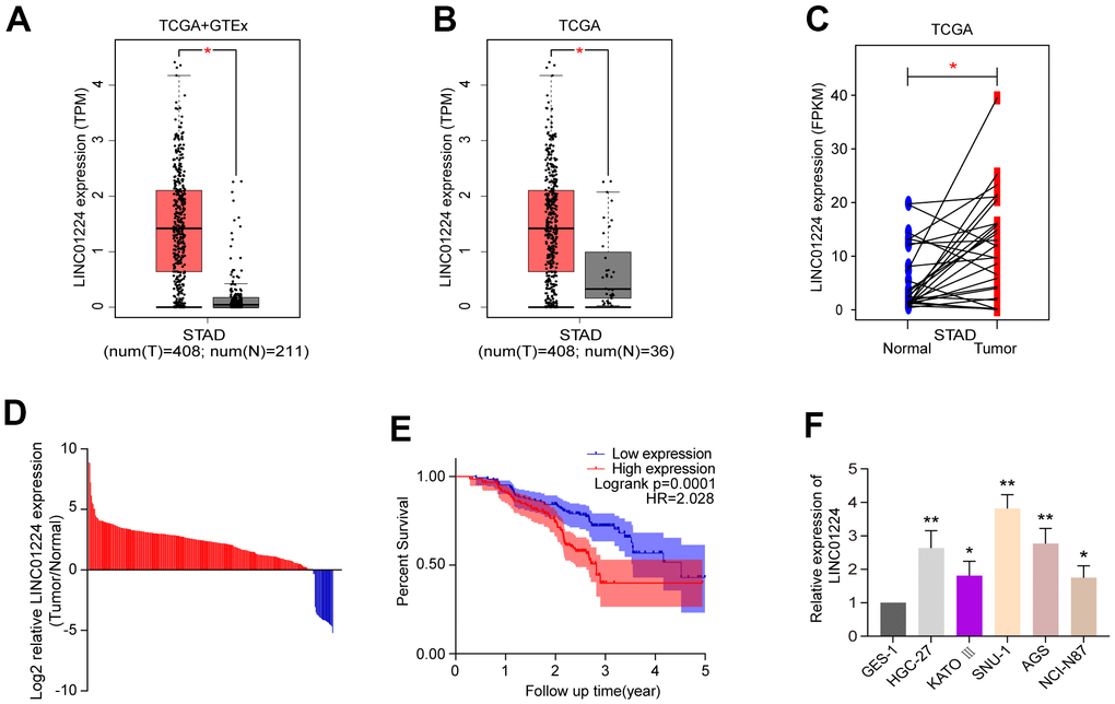 The expression of LINC01224 is up-regulated in gastric cancer tissues and cells and is related to the prognosis of patients with gastric cancer. (A) Comparison of LINC01224 expression in gastric cancer tissues (red) and normal tissues (grey) from TCGA-STAD datasets and GTEx datasets. (B) Expression of LINC01224 in gastric cancer tissues (red) and adjacent tissues (grey) from TCGA Dataset. (C) Expression of LINC01224 in 27 pairs of gastric cancer tissues (red) and corresponding paracancerous tissues (blue) from TCGA datasets. (D) Expression of LINC01224 in 294 pairs of gastric cancer tissues and corresponding paracancerous tissues was detected by qRT-PCR. (E) Our cohort of gastric cancer patients was analyzed for postoperative survival based on LINC01224 expression by Kaplan-Meier survival analysis. (F) Expression of LINC01224 in gastric cancer cell lines (HGC-27, KATO III, SNU-1, AGS and NCI-N87) and normal gastric mucosal epithelial cell lines (GES-1) was detected by qRT-PCR.