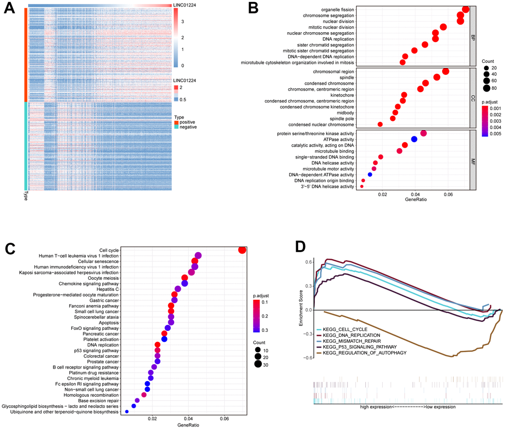 Bioinformatics predicts the biological functions of LINC01224. (A) Heat map of protein-coding genes with co-expression relationship with LINC01224. (B) GO functional annotation based on protein-coding genes co-expressed with LINC01224. (C) KEGG pathway enrichment analysis based on protein-coding genes co-expressed with LINC01224. (D) GESA analysis based on LINC01224 expression.