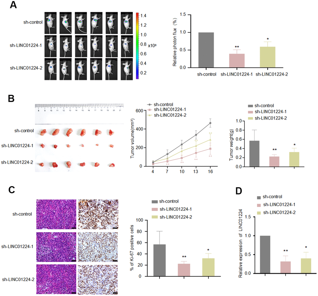 LINC01224 regulates the growth of gastric cancer cells in vivo. Nude mice were subcutaneously transplanted with AGS-Luc2 cells transfected with LINC01224 shRNA or control shRNA. 16 days later, mice were sacrificed. (A) IVIS images showed the effect of knockdown of LINC01224 on the growth of xenografts in nude mice. Mice were imaged for bioluminescence. (B) The left image shows the morphology of the xenograft tumor after 16 days of implantation. The middle chart shows the change in graft volume every 3 days after injection. The right chart shows the weight of the transplanted tumor after 16 days of injection. (C) Ki-67 staining of transplanted tumor after knockdown of LINC01224. Scale bars = 50 μm. (D) The effect of shRNA on LINC01224 mRNA expression of xenograft tumor in nude mice was detected by qRT-PCR.