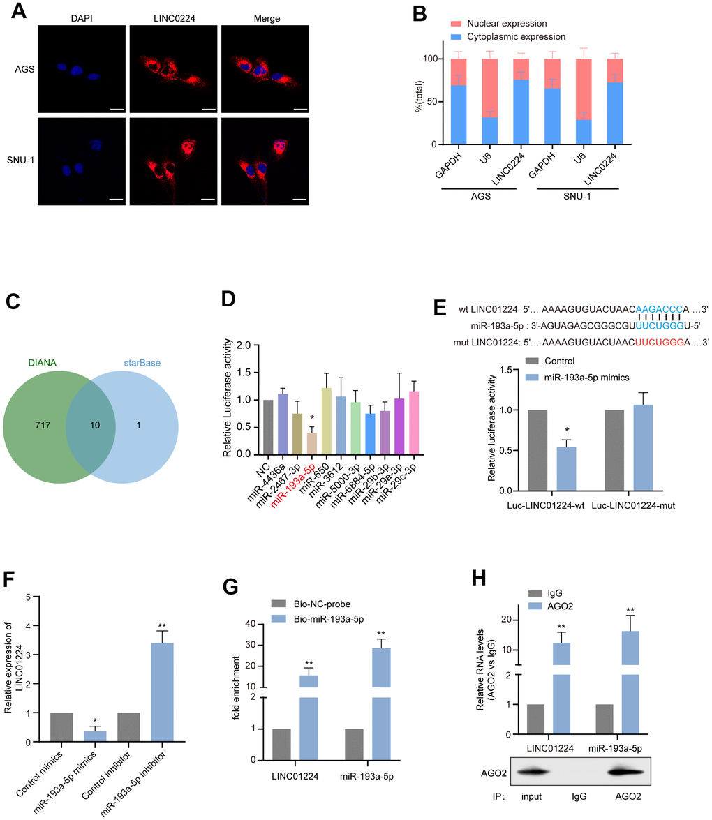 LINC01224 acts as the molecular sponge of miR-193a-5p in gastric cancer cells. (A) The subcellular location of LINC01224 (red) in AGS and SNU-1 was detected by FISH. The nuclei were stained with DAPI (blue). Scale bar = 10 μm. (B) The relative expression level of LINC01224 in the nucleus and cytoplasm of AGS and SNU-1 cells. Nuclear control: U6; cytoplasmic control: GAPDH. (C) Venn diagram of overlapping target miRNAs predicted using the DIANA and starBase online analysis tools. (D) Dual-luciferase reporter assay was used to determine the direct targeting miRNAs of LINC01224. (E) Dual-luciferase reporter assays were performed with wild-type and mutant-type luciferase reporter vectors (mutations occurring at sites that may bind to miR-193a-5p). (F) Effects of overexpression and inhibition of miR-193a-5p on mRNA expression of LINC01224. (G) LINC01224 and miR-193a-5p were highly enriched in samples pulled down by biotinylated miR-193a-5p rather than control probes. (H) RNA immunoprecipitation with anti-Ago2 antibody was used to detect the binding of LINC01224 and miR-193a-5p to endogenous Ago2, and IgG was used as a control. LINC01224 and miR-193a-5p levels were determined by qRT-PCR and expressed as fold enrichment relative to the input Ago2. RIP efficiency of Ago2 protein was detected by Western blot.