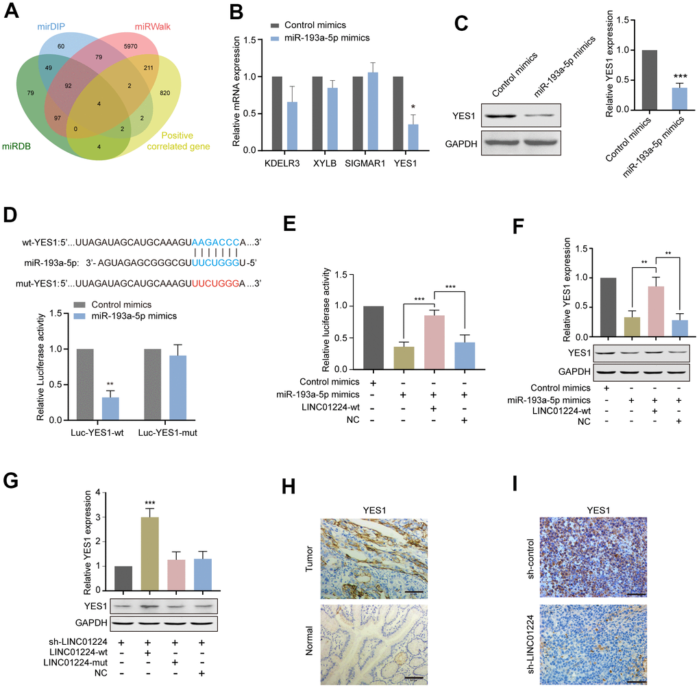 LINC01224 regulates the expression of YES1, a target gene of miR-193a-5p. (A) Prediction of potential genes competing with LINC01224 for adsorption of miR-193a-5p. We first use the online websites (miRDB, mirDIP and miRWalk) to predict the target genes of miR-193a-5p, and then intersect with the co-expressed genes of LINC01224 to obtain the potential target genes of LINC01224. (B) The effect of miR-193a-5p mimics on the expression of potential target genes was detected by qRT-PCR. (C) Western blot analysis of YES1 expression in AGS cells by overexpressing miR-193a-5p. (D) Dual-luciferase reporter assay showed that miR-193a-5p mimics significantly decreased the luciferase activity containing wild-type 3'-UTR segment of YES1 plasmid rather than mutant-3'-UTR segment of YES1 plasmid. (E) Dual-luciferase reporter assay showed that overexpression of wt-LINC01224 could partially eliminate the inhibitory effects of miR-193a-5p mimics on the luciferase activity of plasmid containing wild-type 3'-UTR segment of YES1. (F) Western blot showed that miR-193a-5p mimics decreased YES1 expression, while overexpression of LINC01224 partially reversed the inhibition of YES1 expression by miR-193a-5p mimics. (G) Western blot showed that wild-type LINC01224 enhanced YES1 expression, whereas the mutated LINC01224 containing a mutation in the binding site of miR-193a-5p could not increase YES1 expression. (H) Immunohistochemical staining showed that YES1 was highly expressed in gastric cancer compared with paracancerous tissues. Scale bar = 50 μm. (I) Immunohistochemical staining showed that YES1 expression was significantly decreased in xenografts with LINC01224 knockdown compared with control tissues. Scale bar = 50 μm.