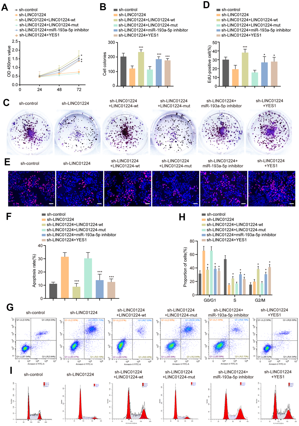 LINC01224 regulates the proliferation, cycle and apoptosis by competing with YES1 for binding to miR-193a-5p. (A) CCK8 showed that the miR-193a-5p inhibitor, YES1-overexpressing plasmid, and wt-LINC01224 plasmid partially reversed the inhibitory effect of silencing of LINC01224 on the proliferation of AGS cells, whereas the mut-LINC01224 plasmid could not. (B, C) Colony formation assays showed that the miR-193a-5p inhibitor, YES1-overexpressing plasmid, and wt-LINC01224 plasmid attenuated the growth arrest of AGS cells caused by the knockdown of LINC01224, while the mut-LINC01224 plasmid could not. (D, E) EDU experiments showed that the miR-193a-5p inhibitor, YES1-overexpressing plasmid, and wt-LINC01224 plasmid attenuated the growth arrest of AGS cells caused by the knockdown of LINC01224, while the mut-LINC01224 plasmid could not. Scale bars = 50 μm. (F, G) Flow cytometry assays showed that the miR-193a-5p inhibitor, YES1-overexpressing plasmid, and wt-LINC01224 plasmid partially reversed the apoptosis of AGS cells caused by the knockdown of LINC01224, whereas the mut-LINC01224 plasmid could not. (H, I) Flow cytometry assays showed that the miR-193a-5p inhibitor, YES1-overexpressing plasmid, and wt-LINC01224 plasmid partially reversed the G1 phase cell cycle arrest of AGS cells caused by the knockdown of LINC01224, whereas the mut-LINC01224 plasmid could not.