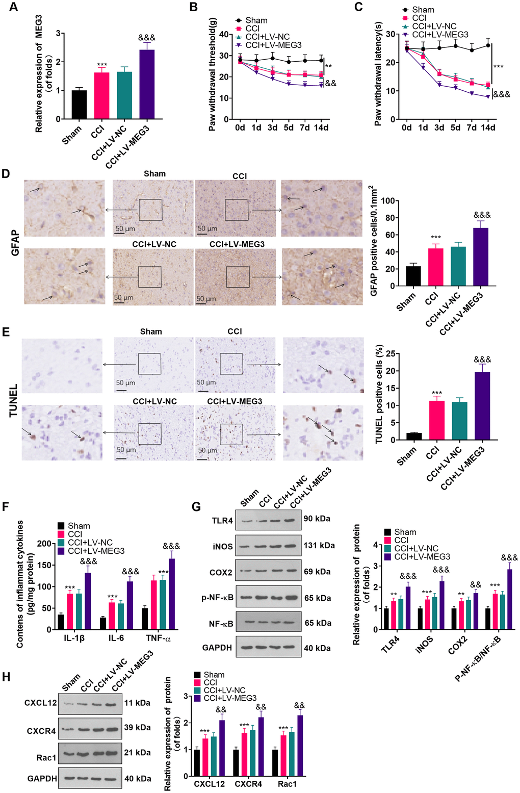Up-regulation of MEG3 promoted NP and inflammatory response. (A) After LV-MEG3 transfection, the level of MEG3 in CCI rats was examined by RT-qPCR. (B) PWT was adopted to assess the impact of MEG3 on mechanical hyperalgesia. (C) PWL was utilized to evaluate the influence of MEG3 on thermal hyperalgesia. (D) The proportion of GFAP-positive cells in CCI rats was determined by IHC; Scale bar=50 μm. (E) TUNEL staining was applied to detect the influence of MEG3 on neuronal cell apoptosis in the L4-L6 dorsal spinal cord of CCI rats; Scale bar=50 μm. (F) Levels of TNF-α, IL-6 and IL-1β in CCI rats after up-regulating MEG3 were examined by ELISA. (G, H) The contents of TLR4, COX2, iNOS, NF-κB, CXCL12, CXCR4, and Rac1 in dorsal spinal cord tissues of CCI rats after up-regulating MEG3 were monitored by WB. Data were expressed as mean±SD. n=5. ***PPPP