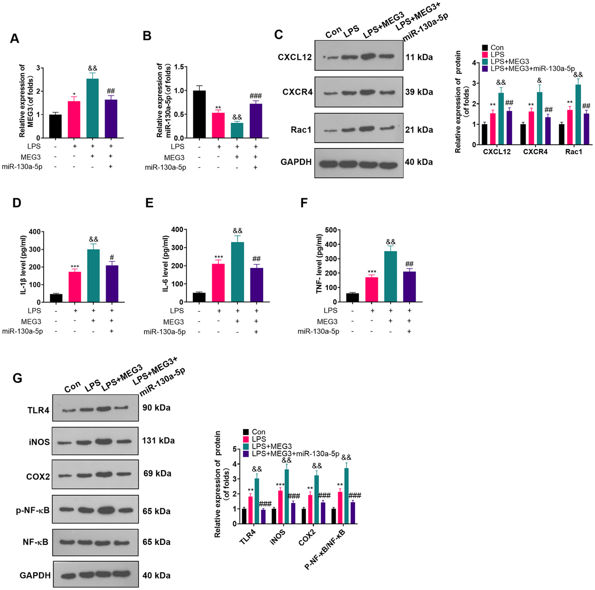 LncRNA MEG3 Aggravated Neuropathic Pain And Astrocyte Overaction ...