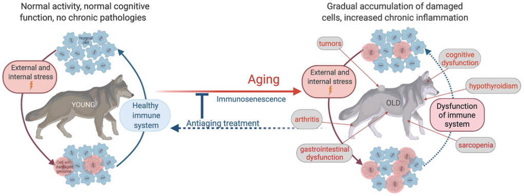 https://www.aging-us.com/article/203600/figure/f1/large