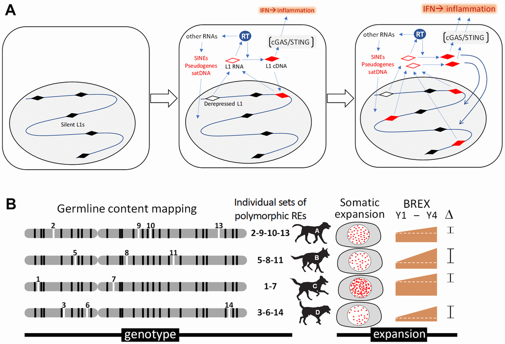 Analysis of retrotransposons in somatic cells of aging dogs. (A) Schematic depiction of a hypothetical connection between retrotransposon expansion and inflammaging. Activity of the reverse transcriptase (RT) encoded by LINE-1 (L1) retrotransposons results in insertional mutagenesis and cGAS-STING-mediated interferon type I (IFN) response and inflammation. (B) Illustration of our approach assessing the association between retrotransposon content and aging. Mosaicism in retrotransposon content among blood cells during aging will be assessed through computational bioinformatic analysis of data from whole genome sequencing of DNA isolated from the same dog at 2-year intervals. Determination of germline SINE and LINE-1 contents for individual dogs (shown as “genotype” for individual dogs, A-D) will be followed by quantitation of novel somatic copies of retrotransposons (new insertions indicated as “somatic expansion”). This will allow us to establish a Blood Retrobiome Expansion index (BREX) reflecting the number of somatic integrations in each DNA sample that can be tracked over time (e.g., ΔBREX between years 1 and 4 (Y1-Y4) in the figure) and compared with biological age assessment approaches based on DNA methylation and senescence marker analyses.