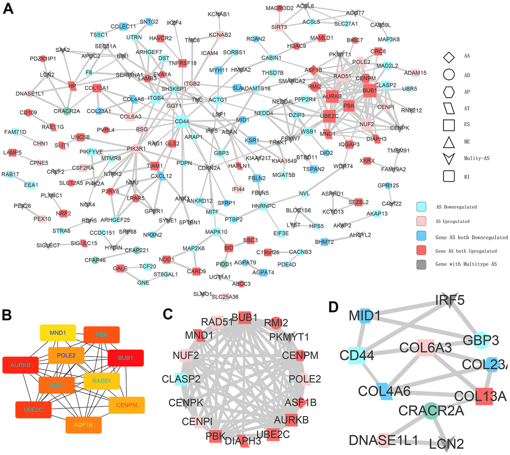 Interaction analysis of CASEs. (A) PPI network analysis of CASEs generated by Cytoscape. Nodes indicate parent genes with CASEs, while edges represent the potential interactions between the corresponding proteins. The shape, size, and color of nodes denote AS types, the value of log2FC, and change patterns, respectively. ES, exon skipping; AP, alternate promoter; AT, alternate terminator; AD, alternate donor; AA, alternate acceptor site; ME, mutually exclusive exons; RI, retained intron. (B) Hub genes ranked by MCC. (C) Module 1 was correlated with tumorigenesis. (D) Module 2 was correlated with extracellular matrix.