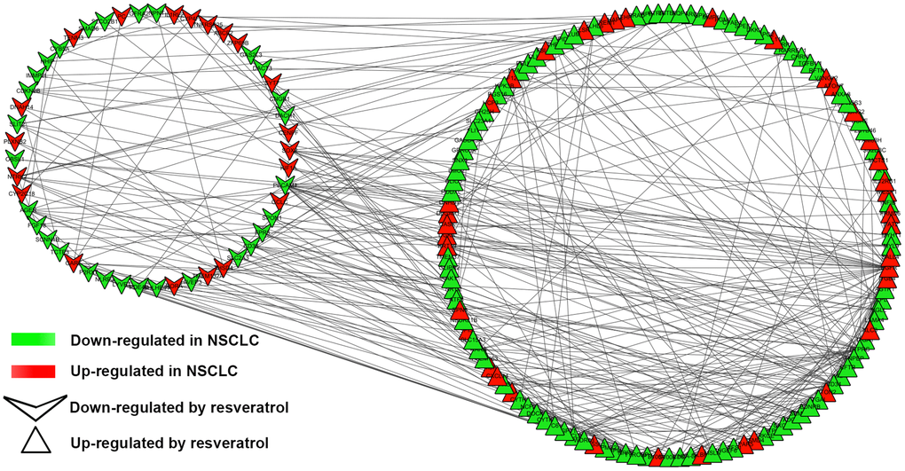 PPI network of DEGs. PPI network exported from STRING and visualized in Cytoscape. A total of 177 nodes and 342 edges were shown in the PPI network (disconnected nodes were removed). A node represents a gene. The genes reduced in NSCLC tissue were shown in green color. The genes increased in NSCLC tissue were shown in red color; at the same time, the genes which down-regulated in A549 by resveratrol were posted in triangles, and the genes which up-regulated by resveratrol were posted in shape “V”.