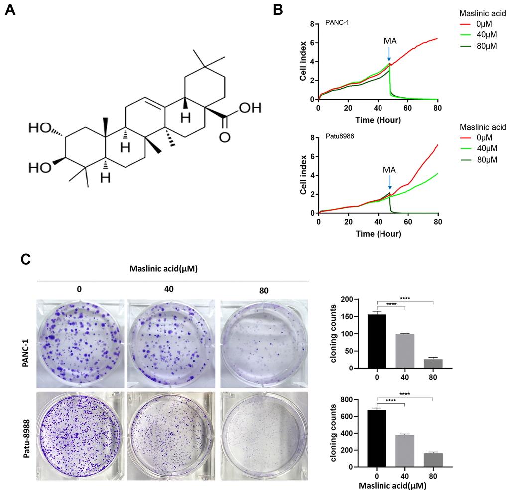Maslinic acid (MA)-induced inhibition of the proliferation of PANC-1 and Patu-8988 cells. (A) The chemical structure of MA. (B) Label-free Real-time Cellular Analysis (RTCA) of PANC-1 and Patu-8988 cells incubated with MA (0, 40, 80 μM). (C) The effects of MA on the colony formation of PANC-1 and Patu-8988 cells. The cells were exposed to MA (0, 40, 80 μM) for 24 h. After 14 days cells were stained with crystal violet and colony counted. Data are representative of three independent experiments, expressed as mean ± SD. *p 