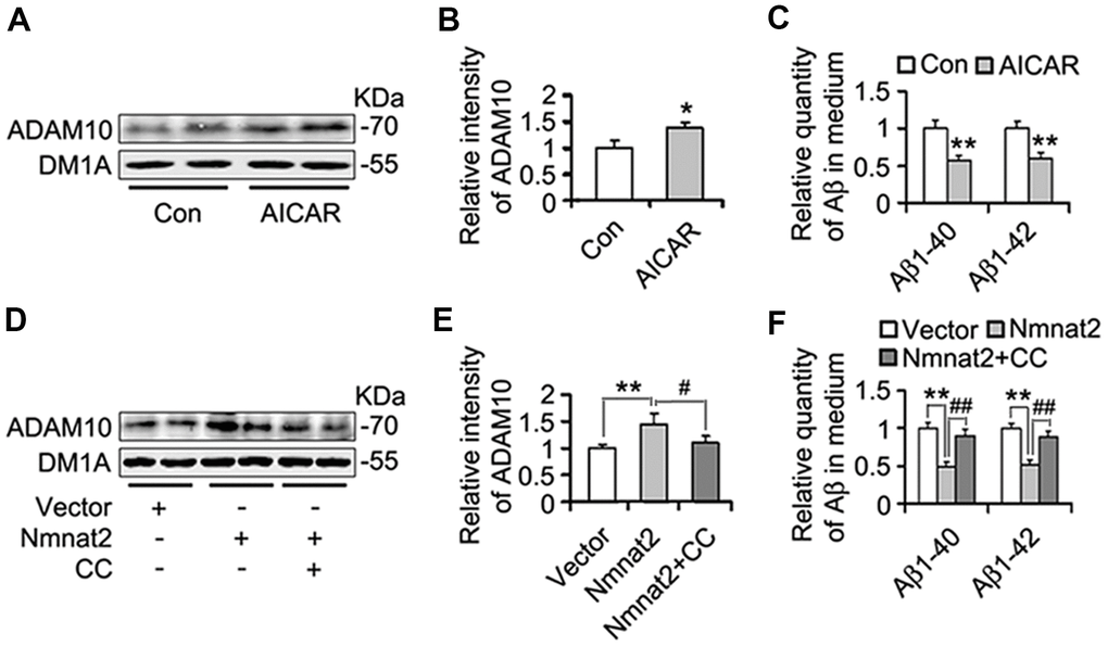 Nmnat2 attenuates amyloidogenesis and up-regulates ADAM10 in AMPK activity-dependent manner in N2a/APPswe cells. (A–C) N2a/APPswe cells were treated with 2 mM AICAR for twenty four hours, and then ADAM10 was detected by western blot (A) and quantitative analysis (B). The medium of N2a/APPswe cells treated with 2 mM AICAR for twenty four hours was measured for Aβ1-40 and Aβ1-42 by using ELISA (C). N2a/APPswe cells were transfected with Flag-Nmnat2 (Nmnat2) or empty vector for twenty four hours, and then treated with 20 μM Compound C (CC) for another twenty four hours. DMSO was used as the vehicle control of CC treatment. And then ADAM10 was measured by western blot (D) and quantitative analysis (E). The medium of N2a/APPswe cells transfected with Nmnat2 and CC treatment was detected for Aβ1-40 and Aβ1-42 by ELISA (F). The data were representative from three independent experiments at least and expressed as means ± S.D.. *P P P P 