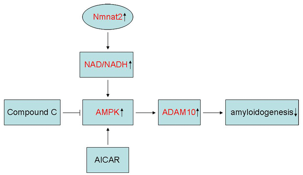 Schematic representation of Nmnat2 attenuating amyloidogenesis. Nmnat2 attenuates amyloidogenesis and up-regulates ADAM10 by increasing NAD+/NADH ratio in AMPK activity-dependent manner.