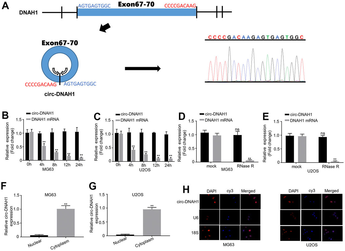 A novel circular RNA DNAH1 inhibits osteosarcoma progression by ...