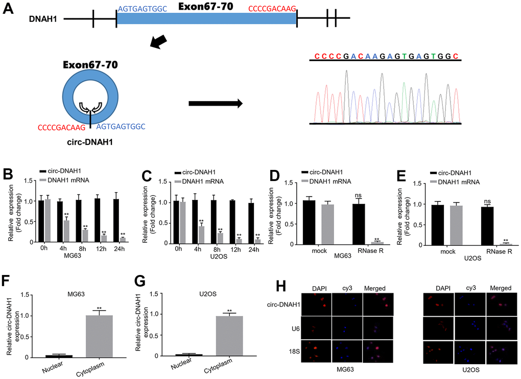 Circular Rna Circgramd1b Inhibits Gastric Cancer Progression By